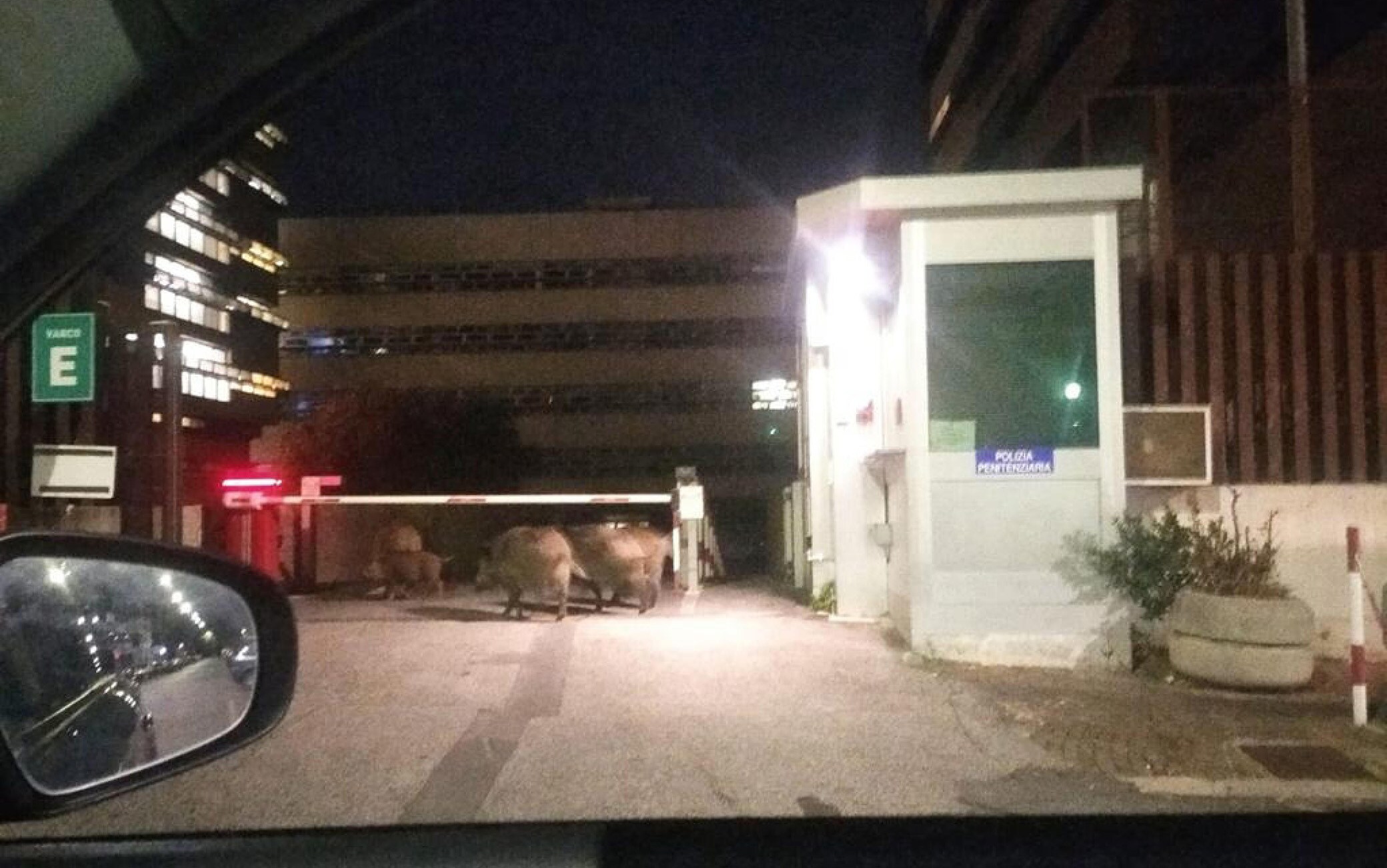 Un gruppo di almeno cinque cinghiali ha fatto capolino all'alba all'esterno della cittadella giudiziaria di piazzale Clodio a Roma, 25 ottobre 2021. Gli ungulati, immortalati anche in una foto di un automobilista di passaggio, hanno raggiunto l'ingresso del tribunale di via Varisco senza però procedere oltre il varco di controllo. Dopo alcuni minuti gli animali si sono allontanati, forse in direzione della zona di via Romeo Romei, a ridosso del tribunale, dove alcuni giorni fa è già stata segnalata la presenza di alcuni cinghiali.
ANSA
