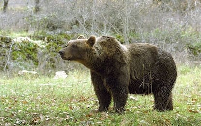 Trentino, orso aggredisce e ferisce un escursionista in Val di Sole