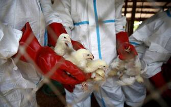 IVORY COAST AVIAN INFLUENZA epa09422647 State agents in protective gear from the Ministry of Animal Resources collect poultry for slaughter after the detection of avian influenza declared in the city of Bassam, Ivory Coast, on 20 August 2021. The Ivory Coast has confirmed the discovery of cases of avian influenza in a traditional poultry farm in Mondoukou, a locality located in the department of Grand-Bassam, south-east of Abidjan. Visiting the said locality on 18 August, the Minister of Animal and Fisheries Resources, Mr Sidi Touré, reassured that measures are being deployed and actions taken to contain the epidemic. EPA/LEGNAN KOULA