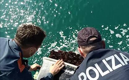 Puglia, dal 5 maggio blocco pesca ricci di mare per i prossimi 3 anni