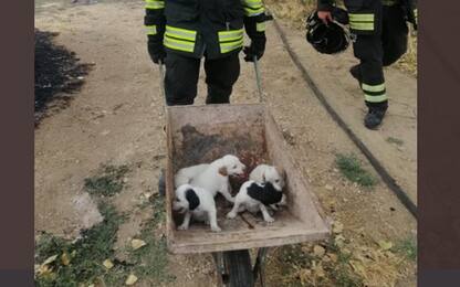 Incendio vicino a canile alla periferia di Roma, salvati 20 cuccioli