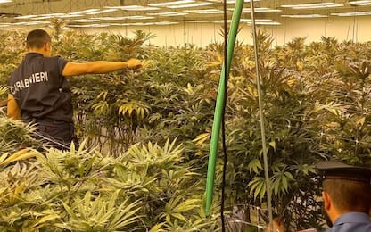 Pomezia, scoperte due maxi piantagioni di cannabis: 11 arresti