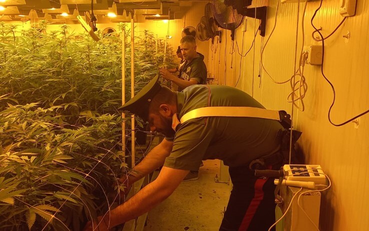 I controlli dei carabinieri nella piantagione di cannabis I controlli dei carabinieri nella piantagione di cannabis