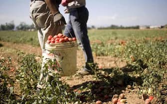 Lavoratori agricoli in una immagine di archivio, 14 giugno 2019. ANSA/ QUOTIDIANO DEL SUD