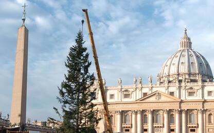 Vaticano, no a taglio albero Natale: donato da Abruzzo ma è in Molise
