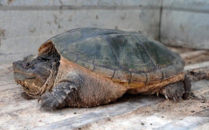 Trovata tartaruga azzannatrice vicino a Roma, catturata