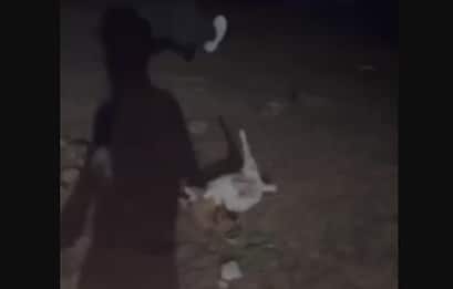 Anagni, capretta uccisa a calci da un gruppo di 18enni dopo una festa