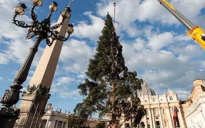 Roma, arrivato in piazza San Pietro l'albero di Natale