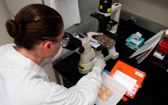 Dr. Rhonda Flores looks at protein samples at Novavax labs in Gaithersburg, Maryland on March 20, 2020, one of the labs developing a vaccine for the coronavirus, COVID-19. (Photo by ANDREW CABALLERO-REYNOLDS / AFP) / The erroneous mention[s] appearing in the metadata of this photo by ANDREW CABALLERO-REYNOLDS has been modified in AFP systems in the following manner: [Gaithersburg] instead of [Rockville]. Please immediately remove the erroneous mention[s] from all your online services and delete it (them) from your servers. If you have been authorized by AFP to distribute it (them) to third parties, please ensure that the same actions are carried out by them. Failure to promptly comply with these instructions will entail liability on your part for any continued or post notification usage. Therefore we thank you very much for all your attention and prompt action. We are sorry for the inconvenience this notification may cause and remain at your disposal for any further information you may require. (Photo by ANDREW CABALLERO-REYNOLDS/AFP via Getty Images)