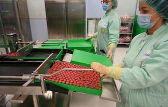 Laboratory technicians handles capped vials as part of filling and packaging tests for the large-scale production and supply of the University of Oxfords COVID-19 vaccine candidate, AZD1222, conducted on a high-performance aseptic vial filling line on September 11, 2020 at the Italian biologics manufacturing facility of multinational corporation Catalent in Anagni, southeast of Rome, during the COVID-19 infection, caused by the novel coronavirus. - Catalent Biologics manufacturing facility in Anagni, Italy will serve as the launch facility for the large-scale production and supply of the University of Oxfords Covid-19 vaccine candidate, AZD1222, providing large-scale vial filling and packaging to British-Swedish multinational pharmaceutical and biopharmaceutical company AstraZeneca. (Photo by Vincenzo PINTO / AFP) (Photo by VINCENZO PINTO/AFP via Getty Images)