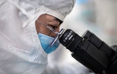 In this picture taken on April 29, 2020, an engineer looks through a microscope at monkey kidney cells as he checks tests on an experimental vaccine for the COVID-19 coronavirus inside the Cells Culture Room laboratory at the Sinovac Biotech facilities in Beijing. - Sinovac Biotech, which is conducting one of the four clinical trials that have been authorised in China, has claimed great progress in its research and promising results among monkeys. (Photo by NICOLAS ASFOURI / AFP) / TO GO WITH Health-virus-China-vaccine,FOCUS by Patrick Baert (Photo by NICOLAS ASFOURI/AFP via Getty Images)