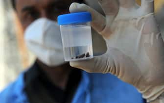 An Indian veterinary doctor holds up a vial of ticks in the village of Kolat, Sanand district some 40 kms from Ahmedabad on January 19, 2010. A rare disease known as Congo fever has claimed its first victims in India, officials said, after a patient, her doctor and a nurse all died in the western state of Gujarat. The deadly virus, which has the full name Crimean-Congo Haemorrhagic Fever (CCHF), is found in Africa, the Middle East and eastern Europe, and is normally spread by ticks. AFP PHOTO / Sam PANTHAKY (Photo credit should read SAM PANTHAKY/AFP via Getty Images)