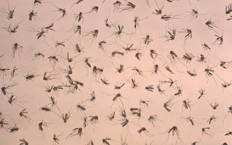 epa03367656 A handout image made available on 22 August 2012 from the Centers for Disease Control showing a uniformly-scattered grouping of deceased mosquitoes, which was about to undergo a laboratory analysis in order to determine the specie specific distribution within this collected population. Mosquitoes are known to be integral in the spread of what are known as arboviral diseases to humans including malaria, West Nile virus, Dengue fever, and yellow fever, just to name a few. The CDC is reporting that there have currently been 1,100 cases of West Nile Virus reported in the US in 2012, more than ever reported at this point in the year since the virus was first recorded in the US in 1999.  EPA/CENTERS FOR DISEASE CONTROL / HANDOUT  HANDOUT EDITORIAL USE ONLY/NO SALES