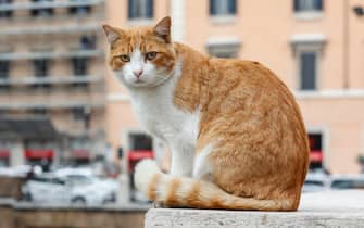 La colonia felina di Torre Argentina nella giornata nazionale della Festa del gatto, Roma 17 Febbraio 2021. ANSA/GIUSEPPE LAMI