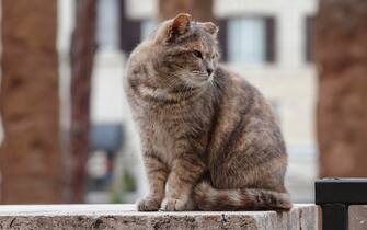 La colonia felina di Torre Argentina nella giornata nazionale della Festa del gatto, Roma 17 Febbraio 2021. ANSA/GIUSEPPE LAMI