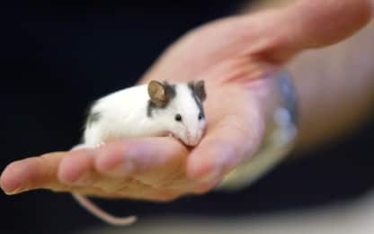 Scoperti i neuroni che scatenano febbre e brividi: lo studio sui topi
