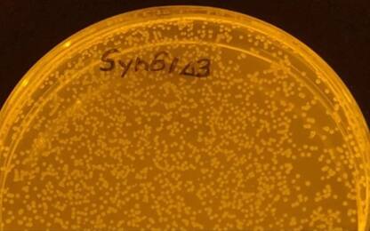 Sviluppato il primo batterio sintetico inattaccabile dai virus