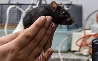 Ecco come il cervello reagisce alle sorprese: lo studio sui topi