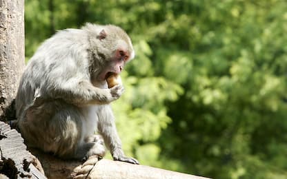 Vaiolo delle scimmie, in Cina morto primo paziente colpito dal virus