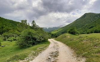 sentiero per passeggiate nella natura