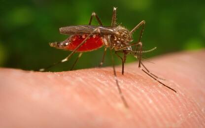 Malaria: una zanzara asiatica minaccia l'Africa. Lo studio