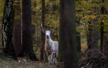 epa07962147 A white deer stag looks from between some trees at a game preserve in Zleby, Czech Republic, in the early morning of 31 October 2019. White deer were supposedly imported to Bohemia around 1780, most likely from Persia, and their owners became the then significant noble families. The breeds mostly disappeared in a short time and after World War II, only 28 animals survived. The Zleby preserve was founded in 1973 to save them and to start a second line of breeding aimed at eliminating too close kinship. The white color of the deer is caused by a genetic anomaly called 'leucism' storing a dye in the cells. In contrast to albinism, which is caused by a disorder of melanin production, the deer do not have red eyes but mostly blue eyes. Legend says that seeing a white deer brings good luck while killing a white deer brings bad fate. The Czech Republic is currently the leader in breeding white deer, with four breeding lines and about 400 animals. A further few white deer are also found in neighboring countries such as in Austria, Germany and Poland.  EPA/MARTIN DIVISEK  ATTENTION: This Image is part of a PHOTO SET
