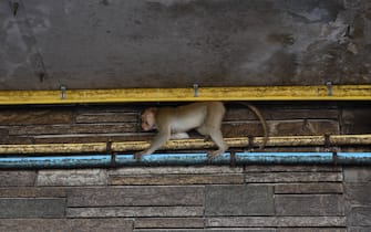 Thailand - Shophouse opposite Phra Prang Sam Yod, Lopburi Province a large group of monkeys occupy this area has been inhabited for a long time enabling people to live in daily life together November 28, 2021. (Photo by Teera Noisakran / Pacific Press)