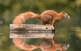 - Holland, Netherlands -20210901- Athletic Squirrels Successfully Forage for Nuts
Wildlife photographer Niki Colemont captured these charming images of squirrels reflected in a lake in Holland whilst foraging for nuts.

-PICTURED: Squirrel
-PHOTO by: Niki Colemont/Cover Images/INSTARimages.com
-50541411.jpg

This is an editorial, rights-managed image. Please contact Instar Images LLC for licensing fee and rights information at sales@instarimages.com or call +1 212 414 0207 This image may not be published in any way that is, or might be deemed to be, defamatory, libelous, pornographic, or obscene. Please consult our sales department for any clarification needed prior to publication and use. Instar Images LLC reserves the right to pursue unauthorized users of this material. If you are in violation of our intellectual property rights or copyright you may be liable for damages, loss of income, any profits you derive from the unauthorized use of this material and, where appropriate, the cost of collection and/or any statutory damages awarded