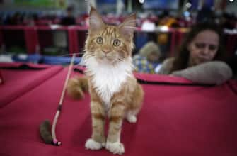 epa08278489 A Maine Coon cat is presented by its owner at the ?atsburg 2020 International cat show in Moscow, Russia, 08 March 2020.  Some 1,000 cats from Russia and European countries participated in the show.  EPA/MAXIM SHIPENKOV