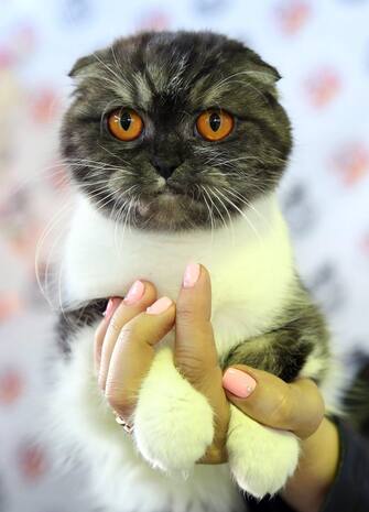 epa05586847 Scottish Fold cat is seen during a cat exhibition in Bishkek, Kyrgyzstan, 15 October 2016. Cats owners from Kyrgyzstan and Kazakhstan gathered in Bishkek to show their pets.  EPA/IGOR KOVALENKO