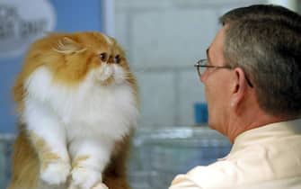 veterinario con gatto 