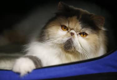 epaselect epa06607588 A five-year-old persian cat, named Jelly, lies down inside a cat house as it waits for a contest during the CFA International Asia Cat Show 2018 in Bangkok, Thailand, 16 March 2018. About 400 cats and hundreds of breeding entrepreneurs and businesses will attended the CFA International Asia Cat Show 2018, running from 16 to 18 March, featuring cat competitions, pet health counseling, as well as a wide variety of cat products ranging from food to cathouses and toys.  EPA/NARONG SANGNAK