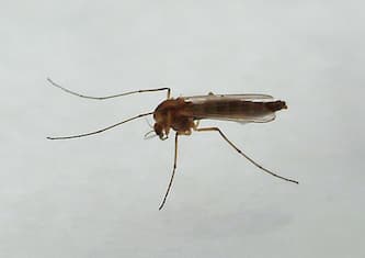 West Nile, primo morto del 2024 in Italia. I casi confermati sono 13