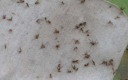 West Nile, il virus delle zanzare è arrivato in anticipo per il caldo 