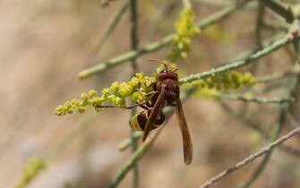 The Oriental hornet - Vespa orientalis