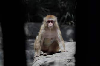 A monkey inside a cage at Chapultepec Zoo in Mexico City.

This weekend, Hugo Lopez-Gatell Ramirez, Mexico's Undersecretary of Prevention and Health Promotion, confirmed the first imported case of smallpox in the country. The case is a 50-year-old man, a permanent resident of New York City, who was probably infected in the Netherlands and is being treated in Mexico City. (Photo by Gerardo Vieyra/NurPhoto via Getty Images)