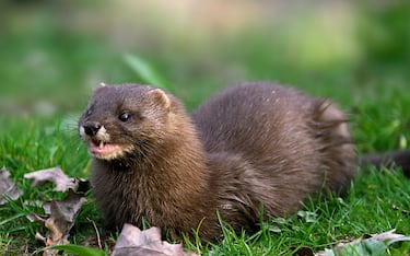 European mink (Mustela lutreola) portrait, Germany. (Photo by: Arterra/Universal Images Group via Getty Images)