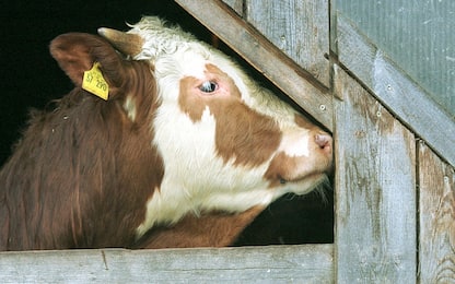 Olanda, scoperto caso di mucca pazza in una fattoria