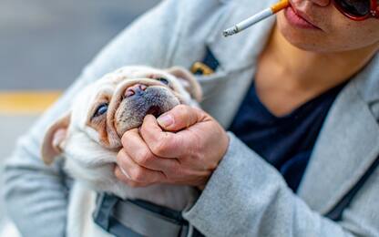 Anche ai cani fa male il fumo passivo? Uno studio dice di sì