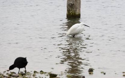 Influenza aviaria, moria di gabbiani sul Lago di Garda