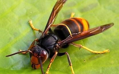 Roma, Vespe Orientalis: 700 insetti scoperti in avvolgibile bagno
