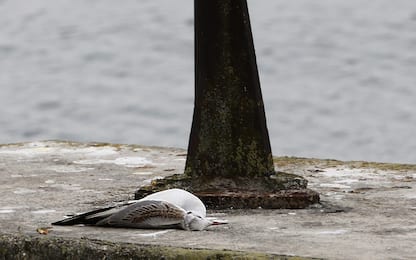 Influenza aviaria, trovati gabbiani morti anche sul lago d'Iseo