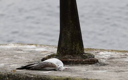 Influenza aviaria, trovati gabbiani morti anche sul lago d'Iseo