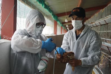 L'aviaria può essere la prossima pandemia, secondo i virologi
