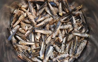 January 15, 2018 - Wien, Vienna, Wien, Vienna, ‚Äìsterreich, Austria - insektenessen.at offers insects cooking courses in Vienna, Austria. Picture taken on 15 th January 2018. PICTURE: grasshoppers (Credit Image: ¬© Helmut Fohringer/APA Picturedesk via ZUMA Press)