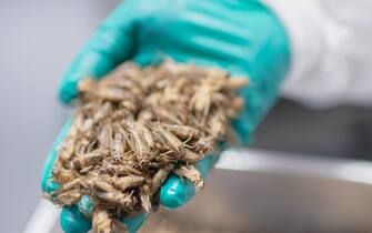 12 July 2018, Thailand, Chiang Mai:A Cricket Lab employee shows frozen crickets that are processed into flour. In the factory of the Czech Husek, domestic crickets are bred, dried and ground. The insect powder is exported. Photo: Visarut Sankham/dpa