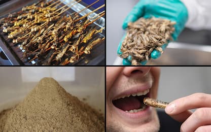 Farine di insetti, l'allarme degli allergologi: cosa c'è da sapere 