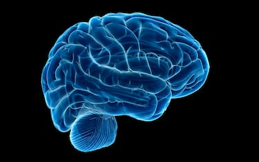 Human brain, computer illustration,