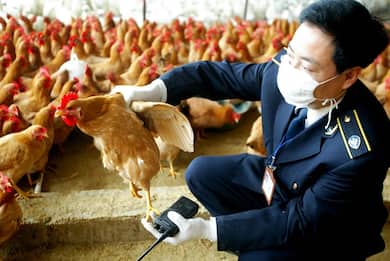 Influenza aviaria, Oms conferma primo decesso in Cina 