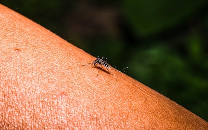 Febbre Dengue, primo caso in Francia: ecco quali sono i sintomi
